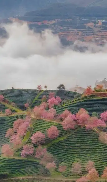 sapanomad-mobile-2025